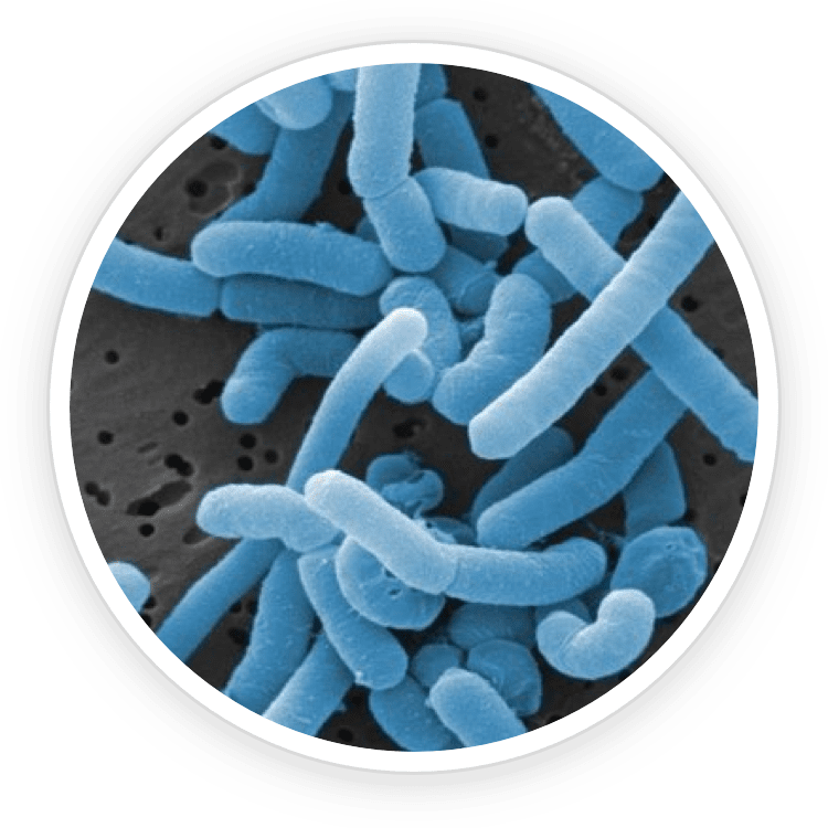 Microscope image of probiotic bacteria (illustrative)